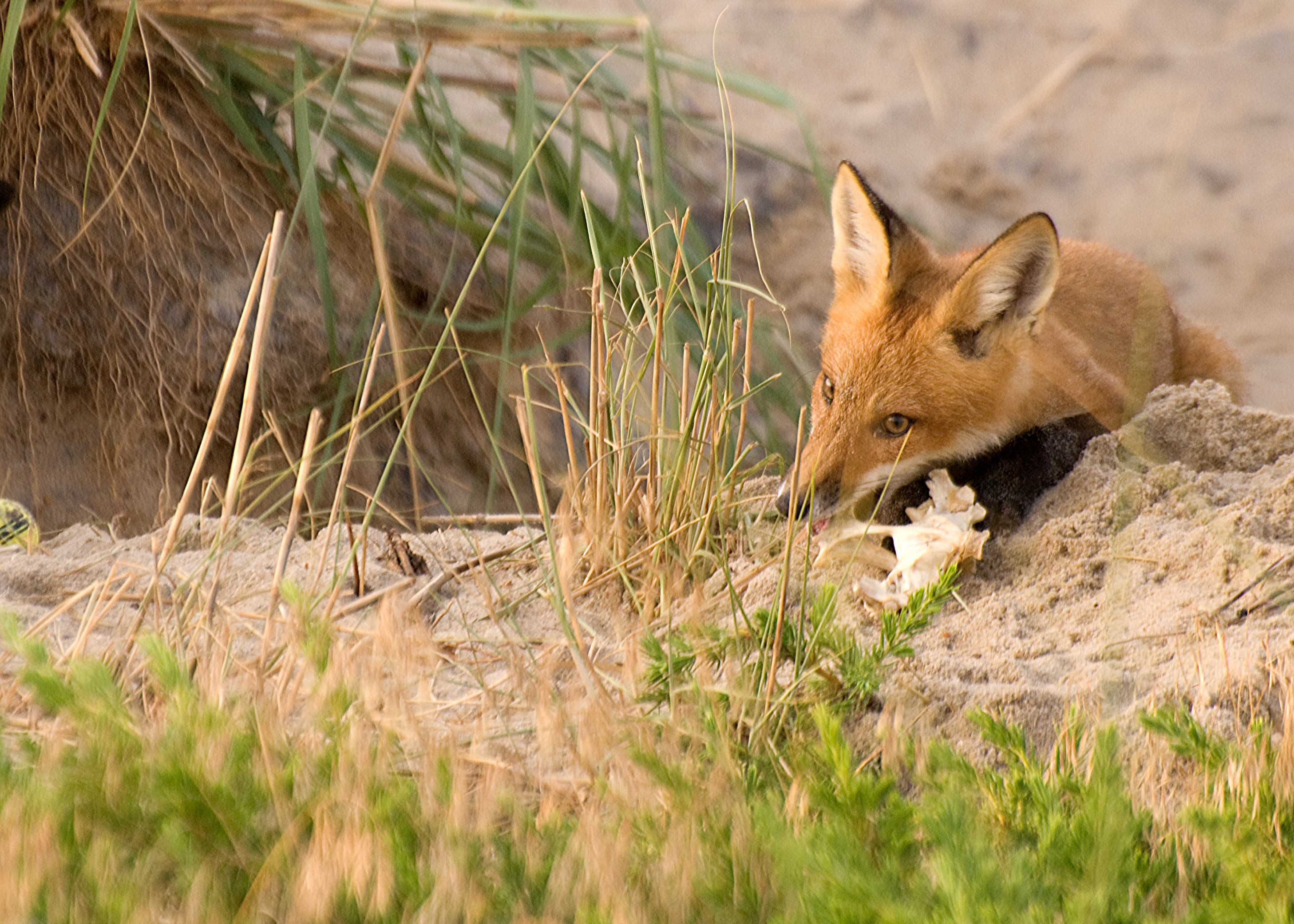 Baby Fox finding its new environment