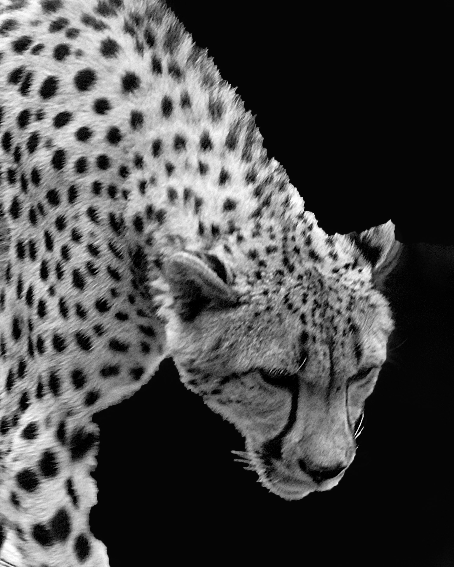 Cheetah